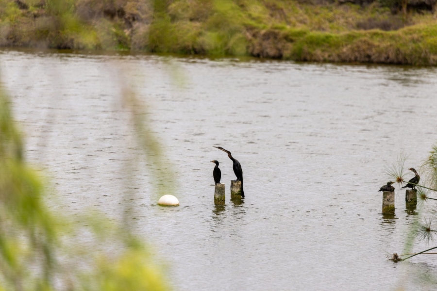 3 Bedroom Property for Sale in Keurbooms River Western Cape